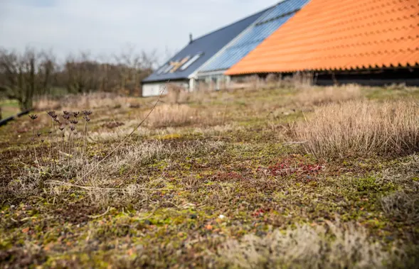 Onze tuin, ons terras en ons dak vergroenen 